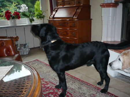 Labrador Oblon 2