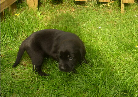 Labradorwelpe mit 3 Wochen