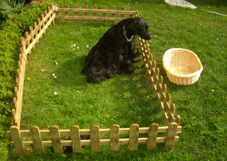 Welpen werden von Labradorhndin ernhrt