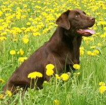 Labrador Retriever, Foto von Pixelquelle