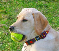 Labrador mit Ball, Foto von Pixelquelle