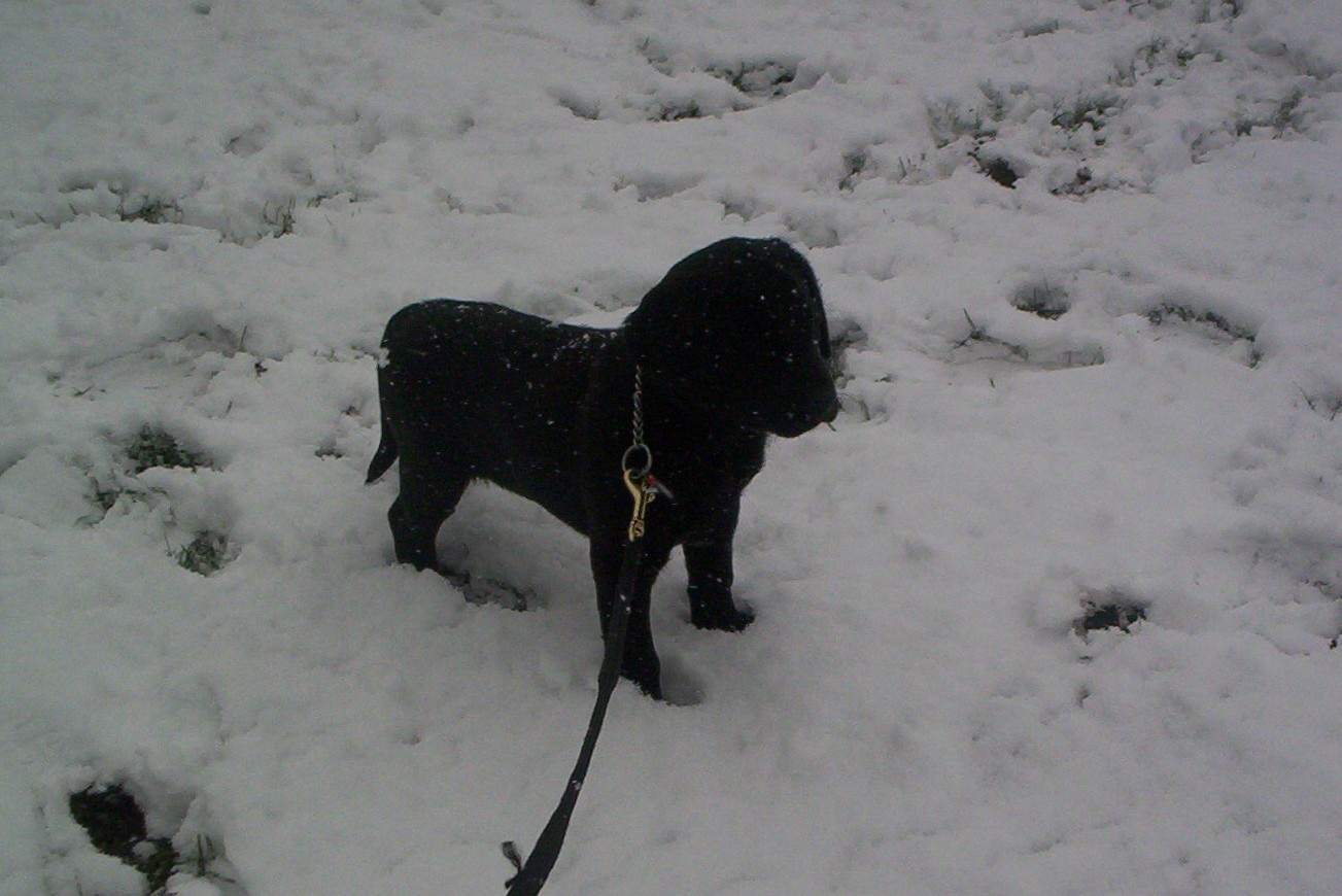 Labrador Welpe im Schnee 1