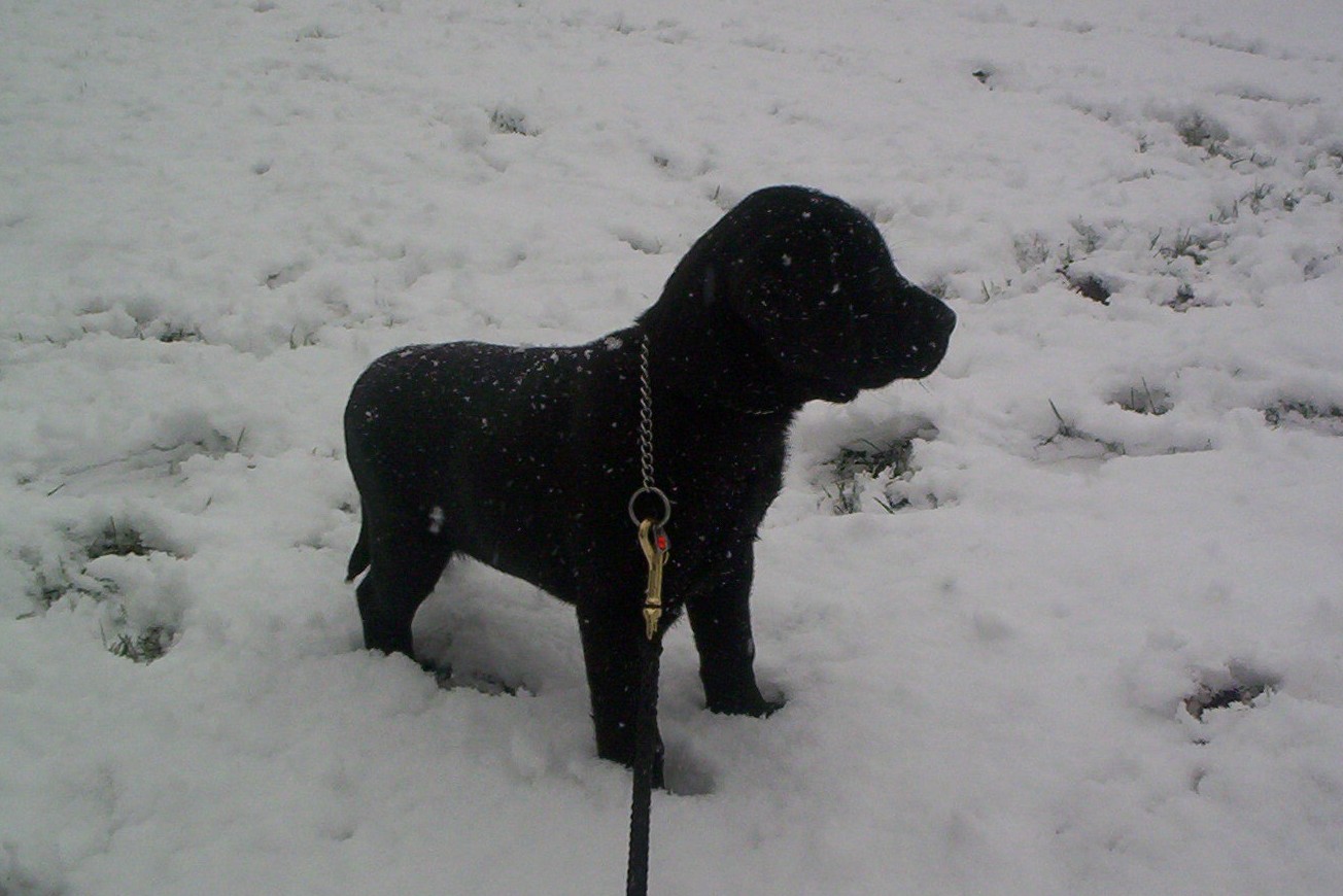 Labrador Welpe im Schnee 2
