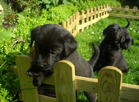 Labrador Welpen mit 5 Wochen