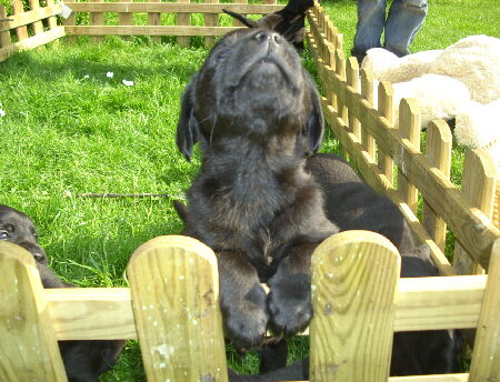 Labrador Welpen mit 5 Wochen