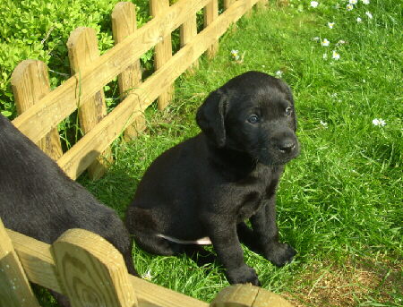 Labrador Welpen mit 5 Wochen