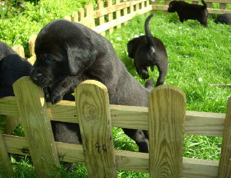 Labrador Welpen mit 5 Wochen