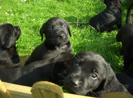 Labrador Welpen mit 5 Wochen