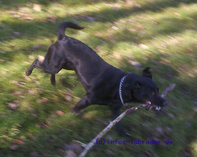 Labrador Blackie mit Stöckchen