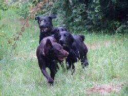 Labrador-Rudel, Foto von Pixelquelle